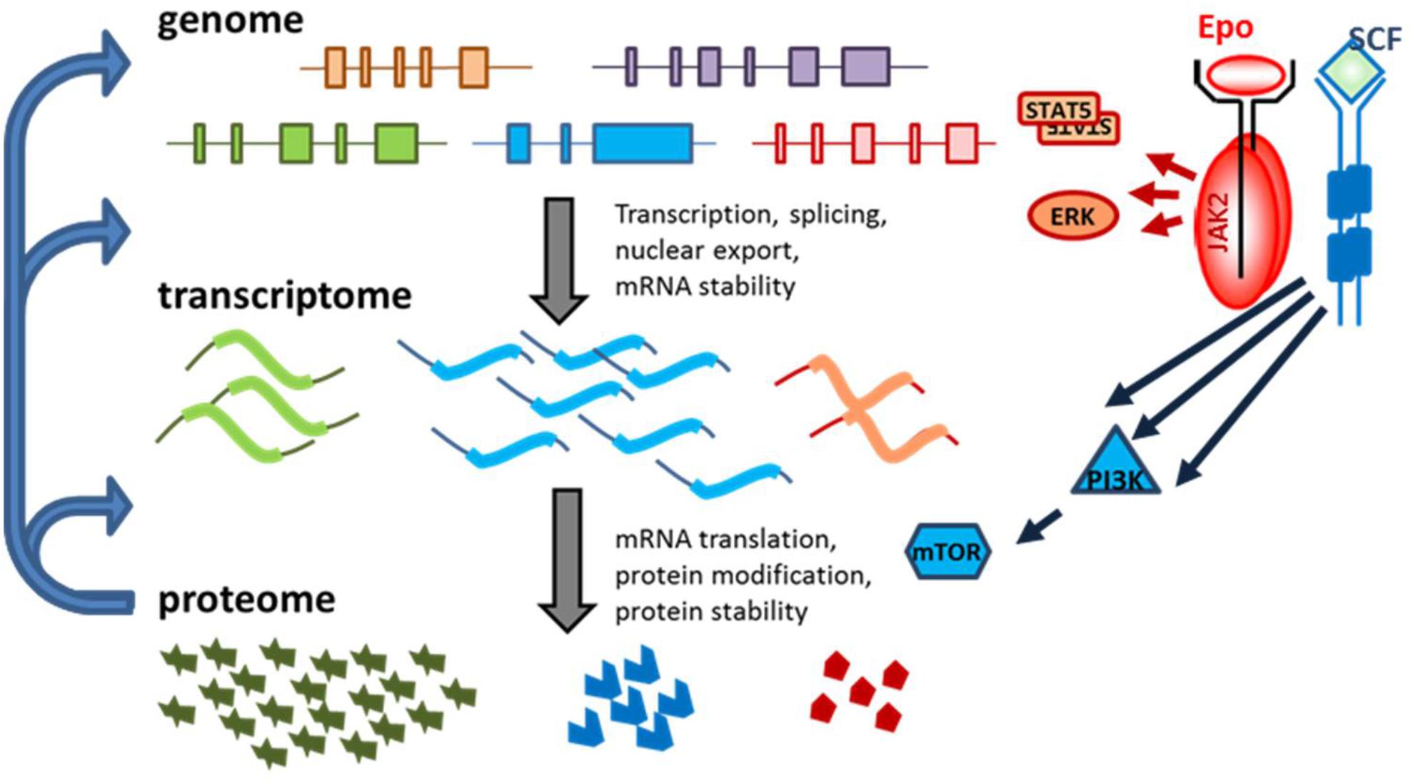 Frontiers | RNA Binding Proteins and Regulation of mRNA ...