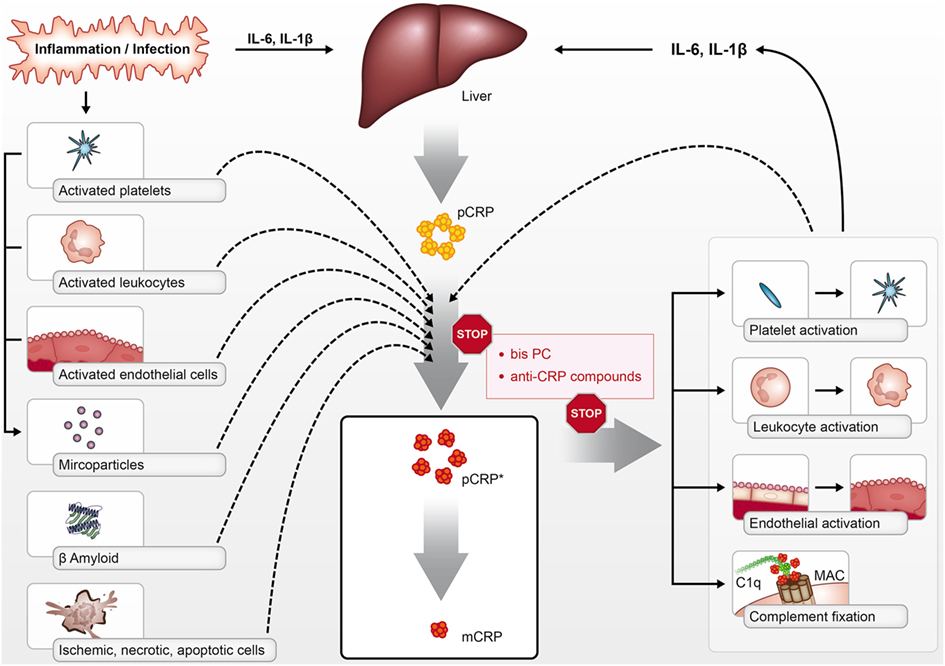 c-reactive protein