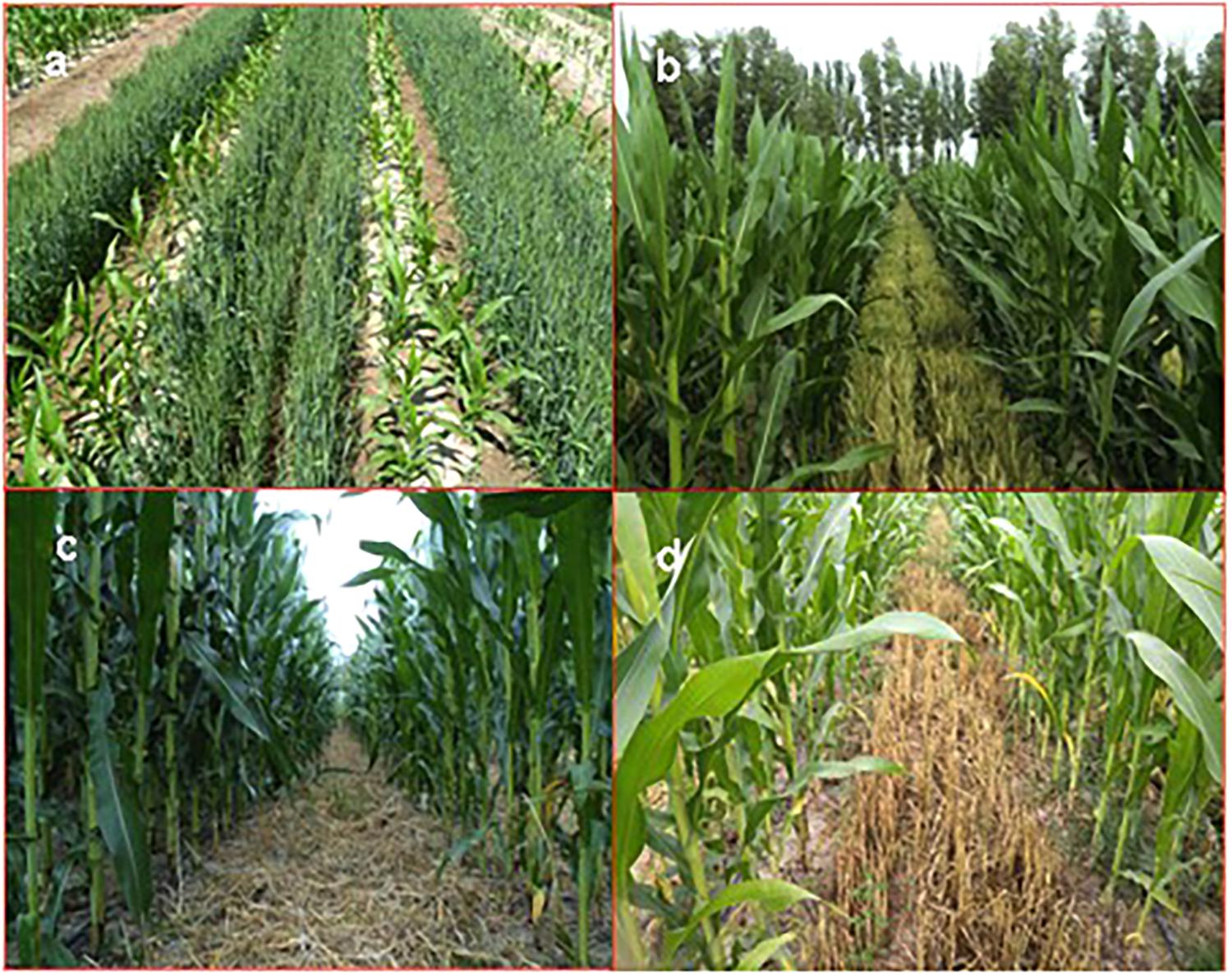 | Wheat-Maize Intercropping With Reduced Tillage and Straw Retention: A Step Enhancing Economic Environmental Benefits Arid Areas