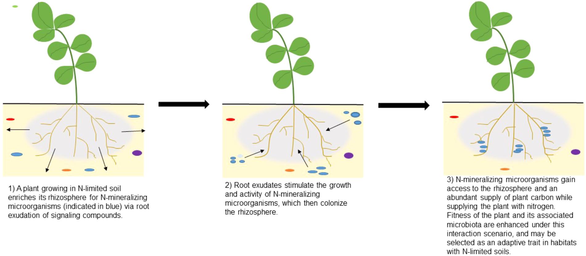 Frontiers Microbial Group Dynamics In Plant Rhizospheres And Their