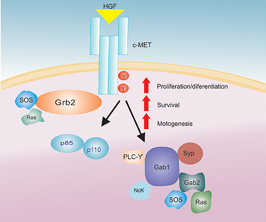 Frontiers The Role Of Hepatocyte Growth Factor Hgf In Insulin Resistance And Diabetes Endocrinology