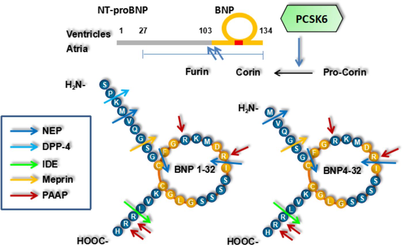 Frontiers Brain Natriuretic Peptide And Its Biochemical Analytical And Clinical Issues In Heart Failure A Narrative Review Physiology