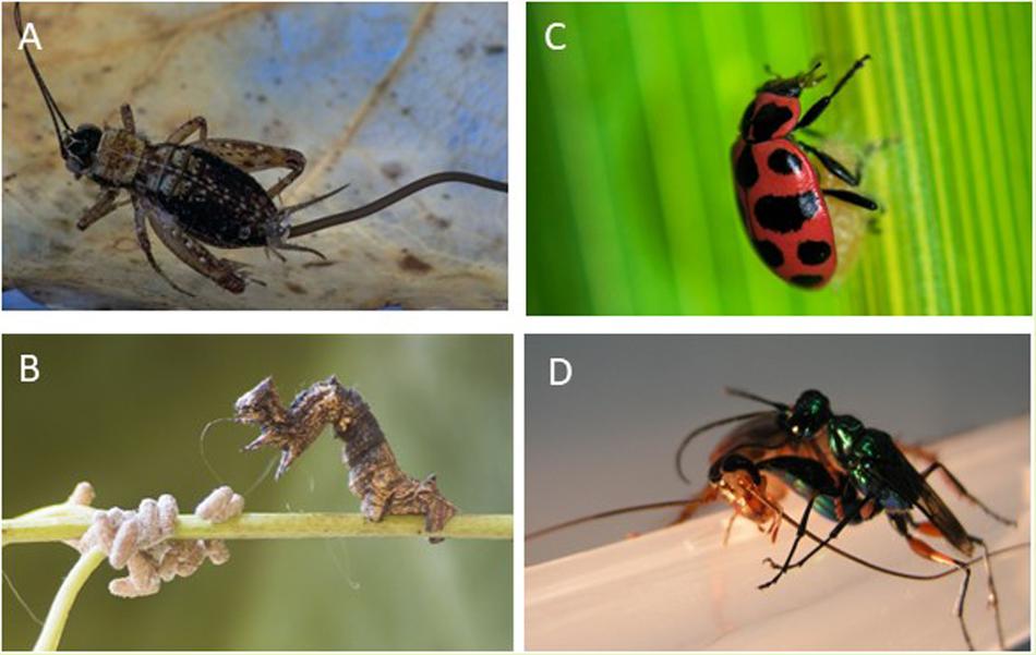 Frontiers | Mind Control: How Parasites Manipulate Cognitive Functions in  Their Insect Hosts