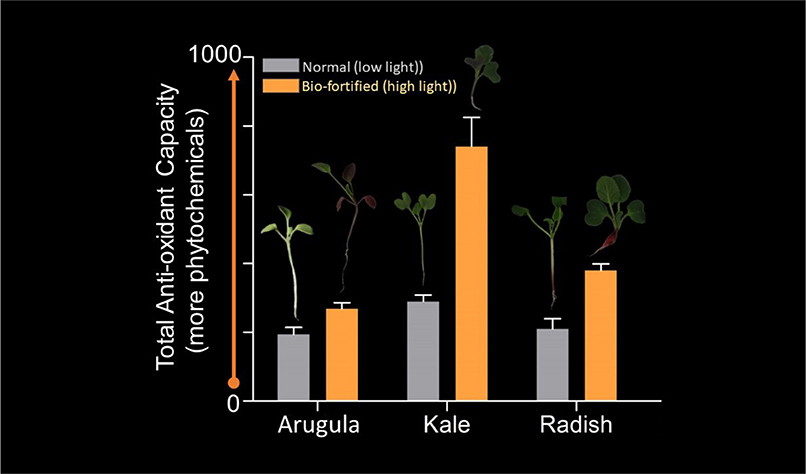 Figure 2 - Amounts of anti-oxidants in arugula, kale and radish micro-greens.