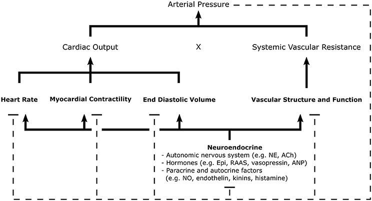 Frontiers Inflammatory Signaling In Hypertension Regulation Of