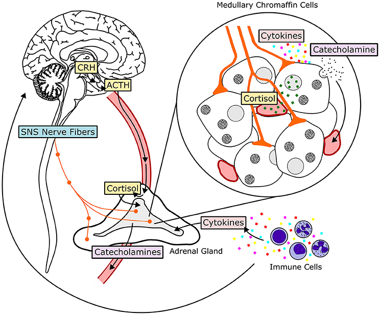 catecholamines adrenal medulla catecholamines adrenal medulla
