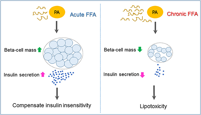 Pancreas Beta Cells Insulin Frontiers Fatty Acid Induced Lipotoxicity in Pancreatic Pancreas Beta Cells Insulin Frontiers Fatty Acid Induced Lipotoxicity in Pancreatic
