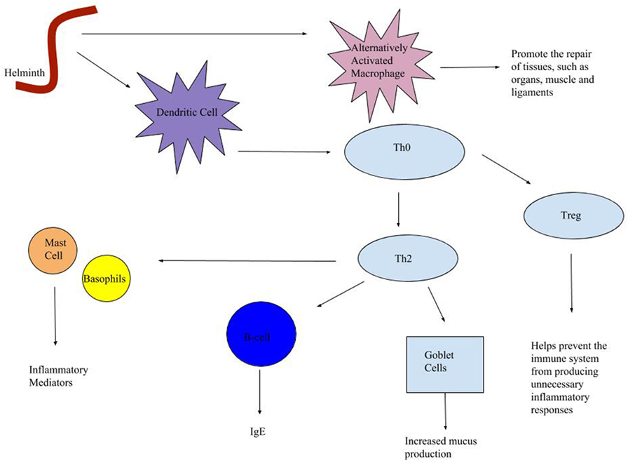 Figure 1 - The helminth immune response has three major parts: the macrophages, the Th2 response, and the T regulatory response.