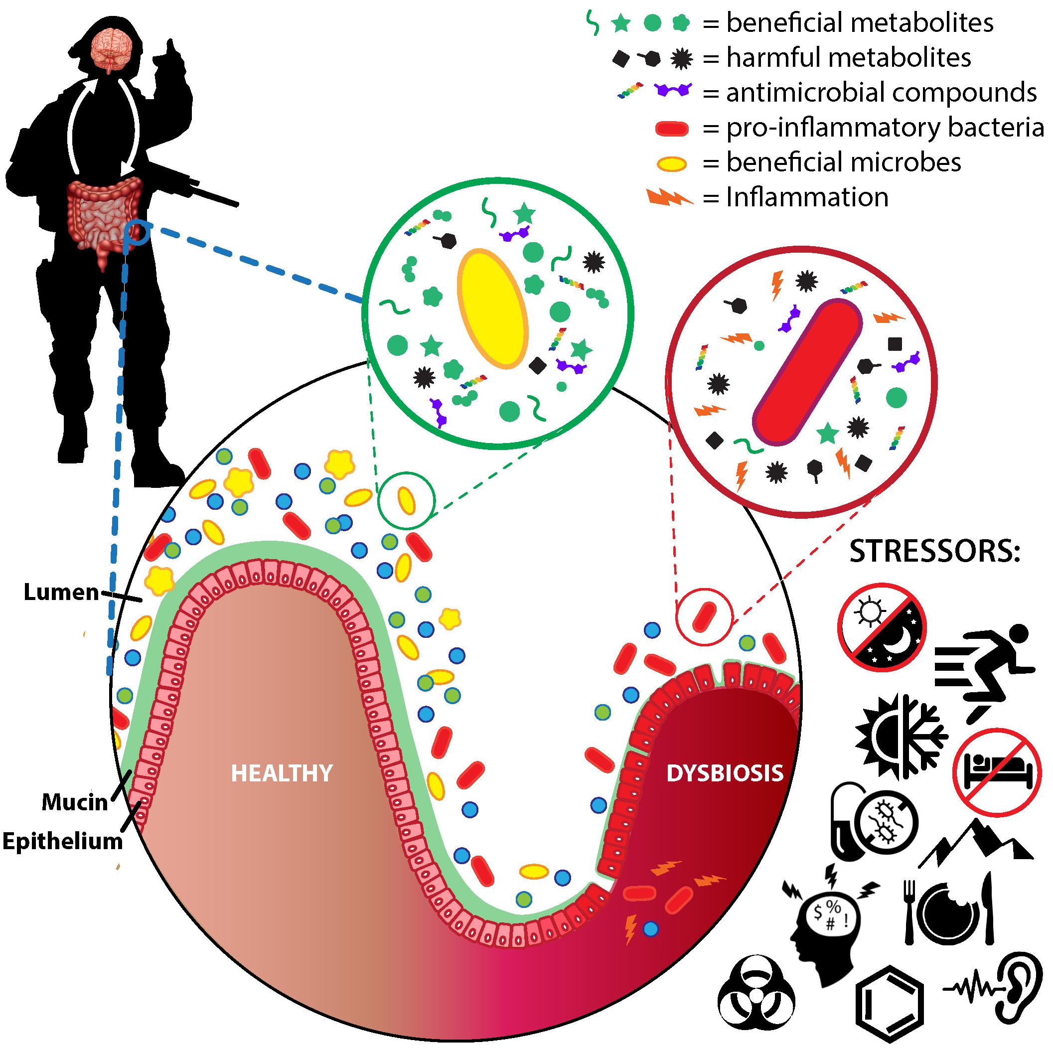 Beneficial effects of resistant starch for host health - Gut Microbiota for  Health