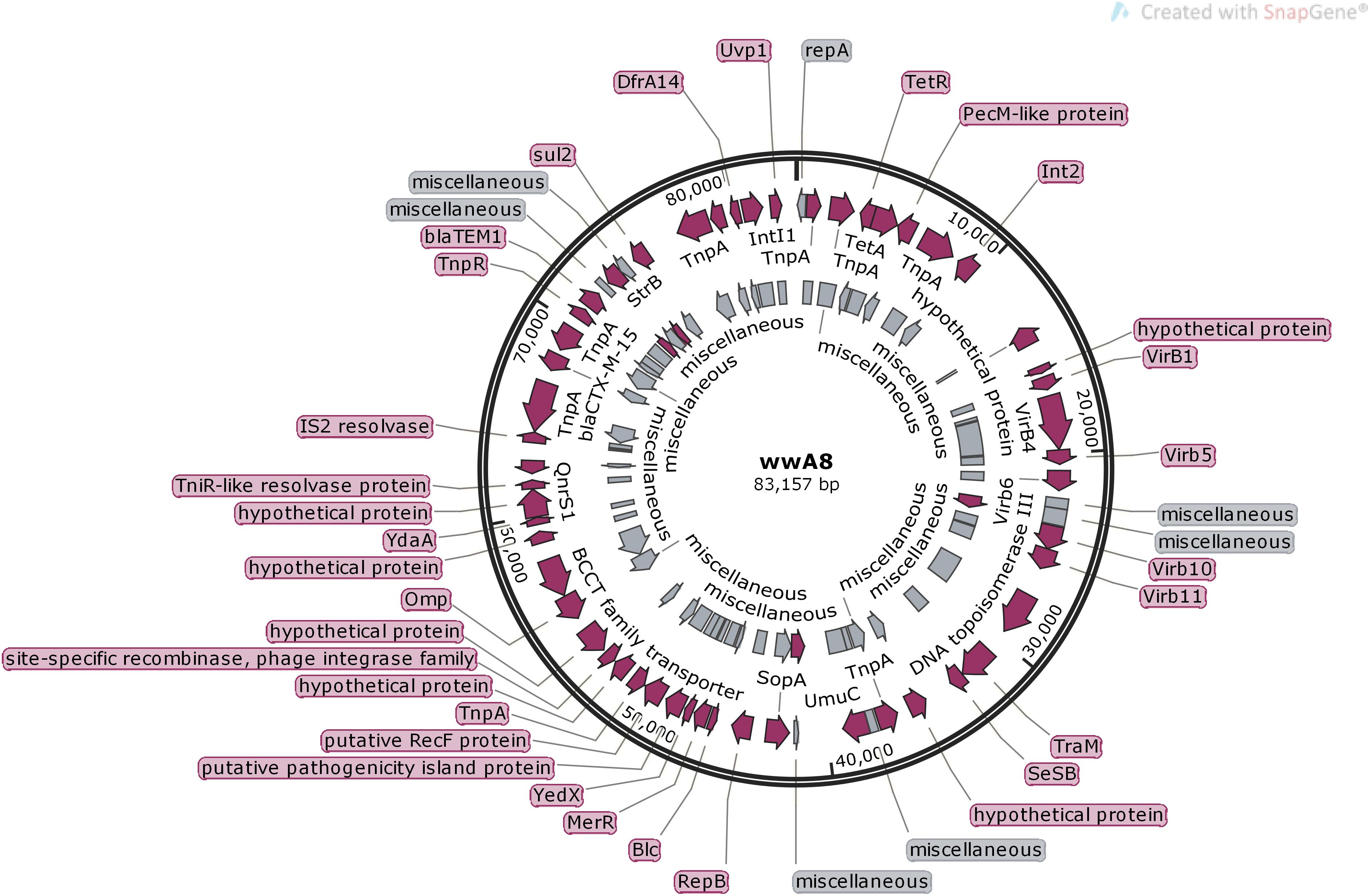 add pieces in to plasmid maps snapgene viewer add pieces in to plasmid maps snapgene viewer