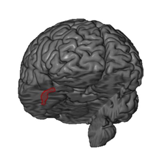 Figure 1 - In this figure, you are viewing the brain as if you were looking at the person's face.
