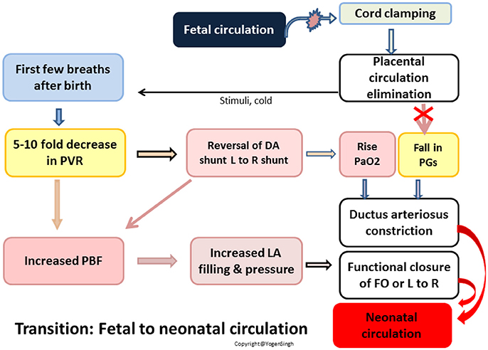 Frontiers  Hemodynamic and Metabolic Assessment of Neonates With