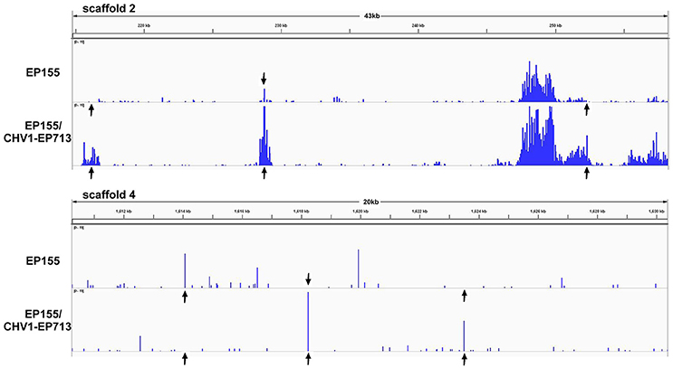 Frontiers | Comparative Methylome Analysis Reveals Frontiers | Comparative Methylome Analysis Reveals