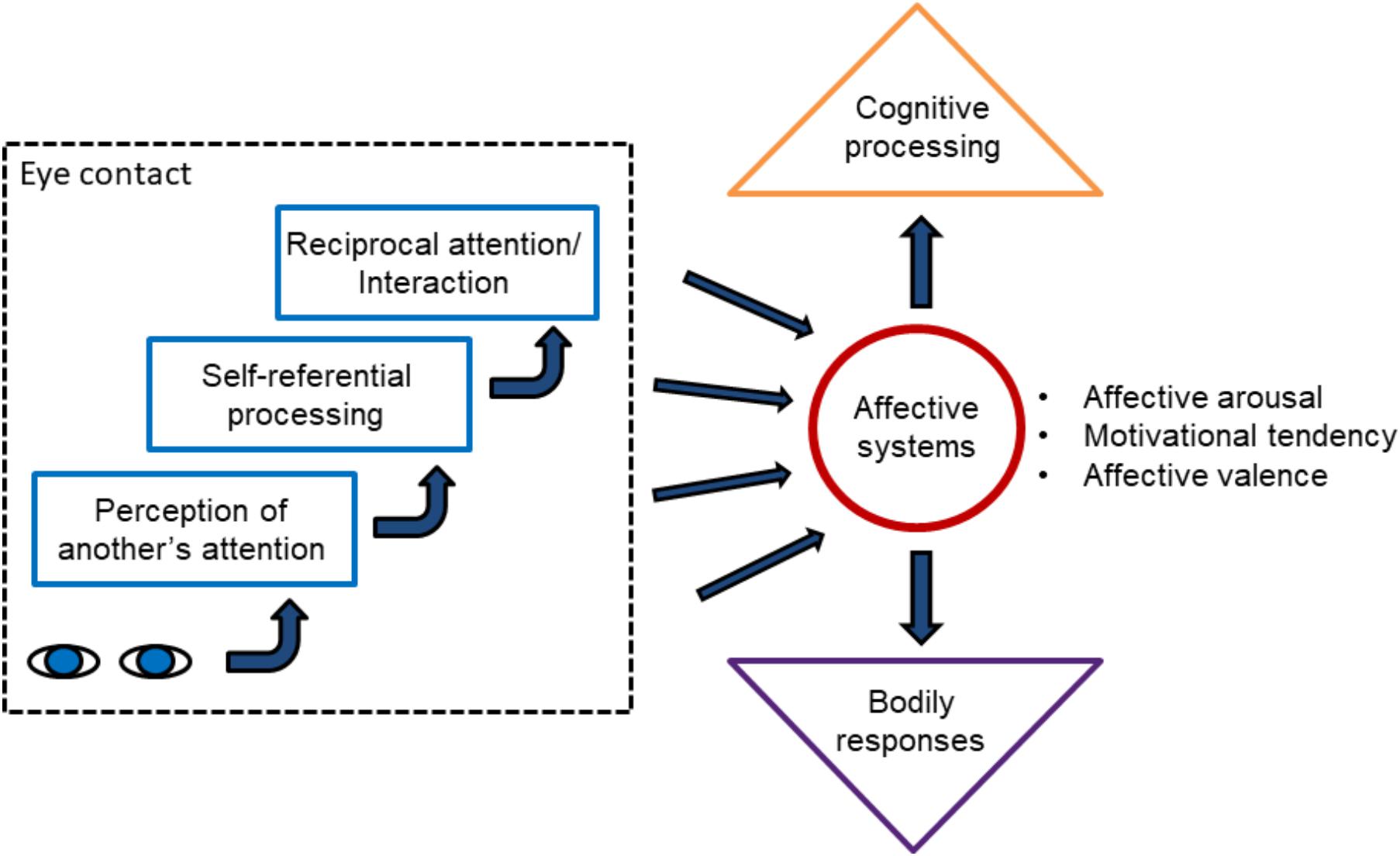 Frontiers  Affective Eye Contact: An Integrative Review  Psychology