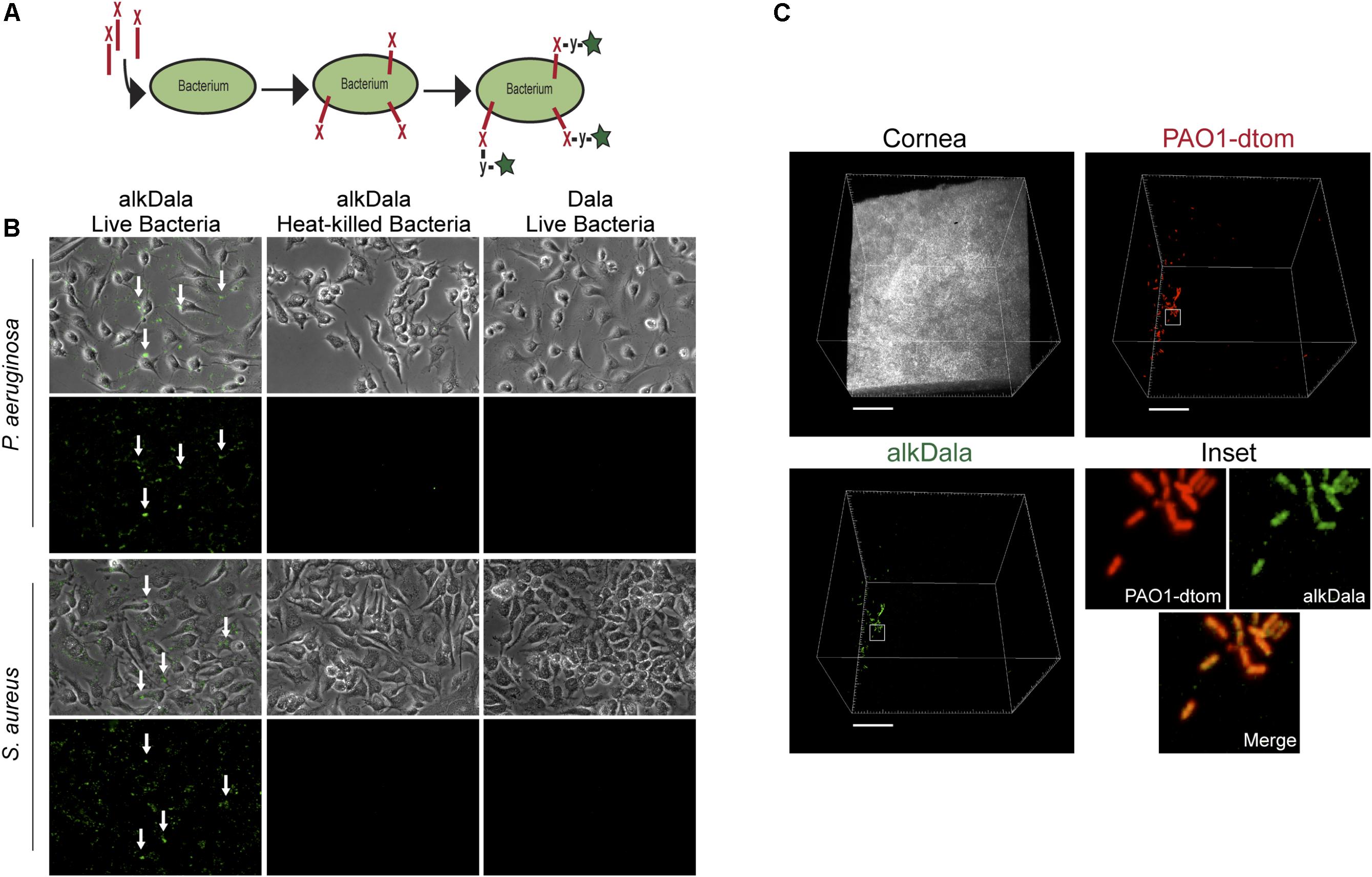 www ucmp berkeley edu bacteria bacterialh html
