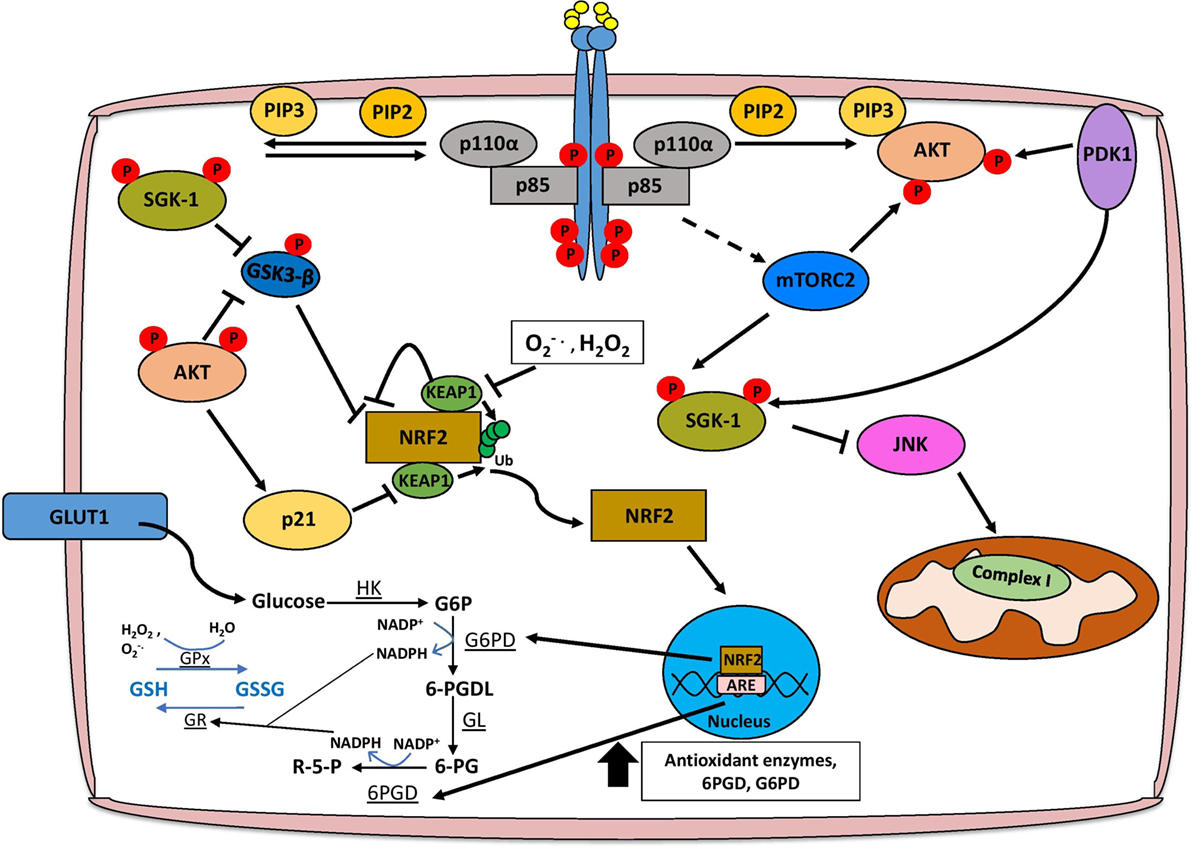 Animation akt. Ингибиторы pi3k. Фосфатидилинозитол 3 киназа. Схема pi3k/Akt/MTOR-пути. Signaling Pathway nrf2.