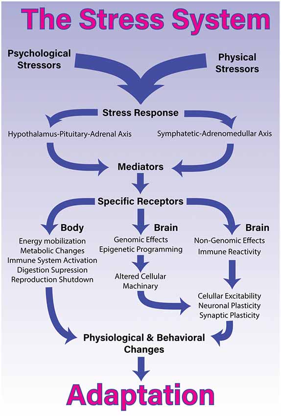 Frontiers A Comprehensive Overview On Stress Neurobiology Basic