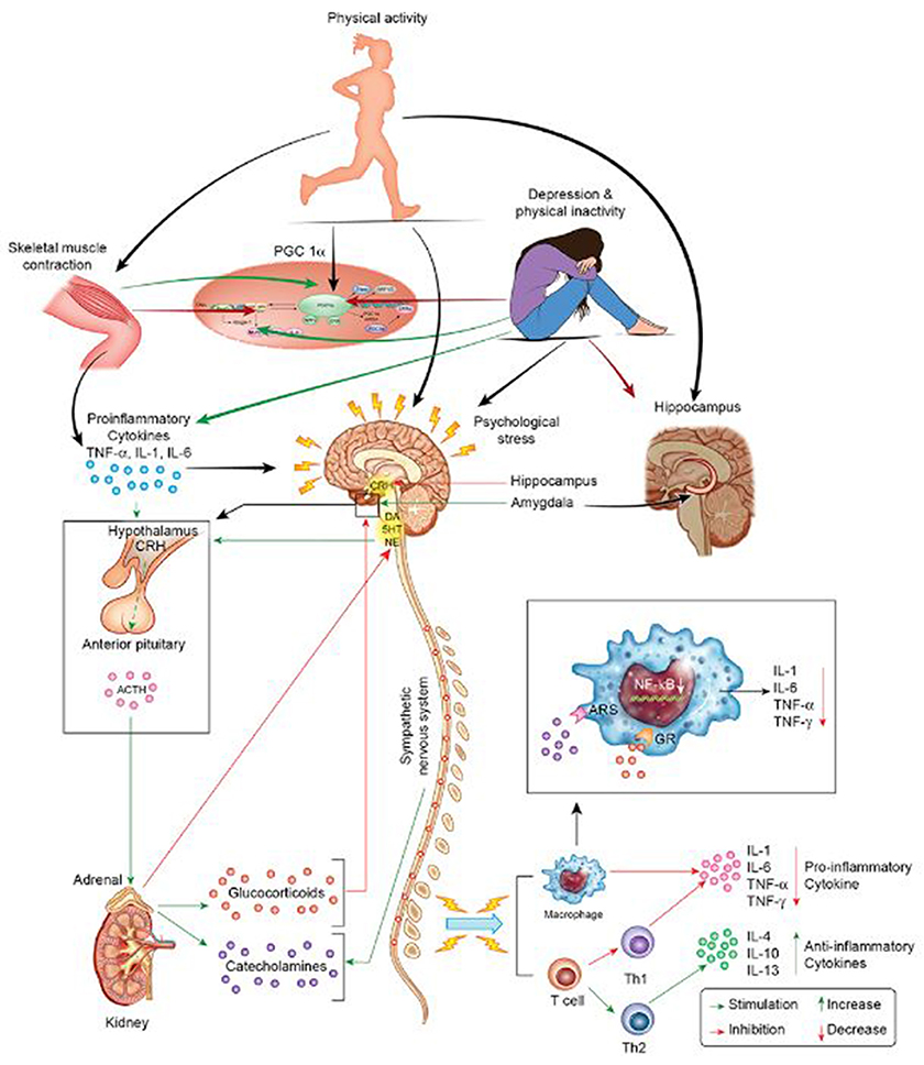 Frontiers  Experimental Social Stress: Dopaminergic Receptors, Oxidative  Stress, and c-Fos Protein Are Involved in Highly Aggressive Behavior