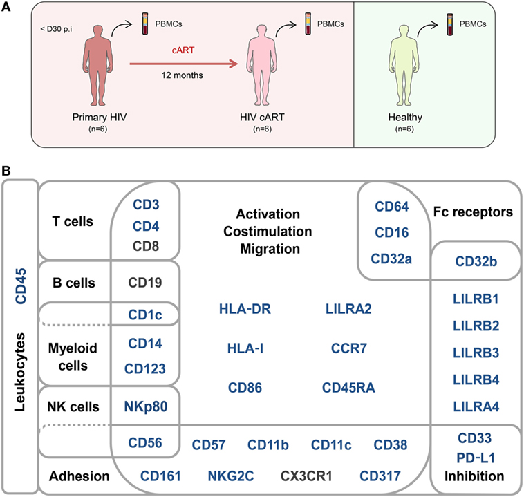 Frontiers  Mass Cytometry Analysis Reveals the Landscape and Dynamics of  CD32a+ CD4+ T Cells From Early HIV Infection to Effective cART