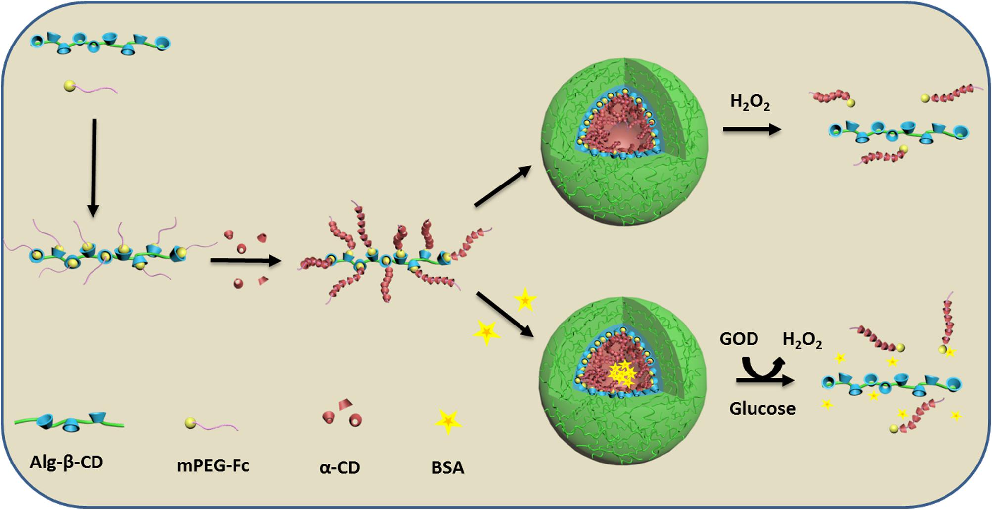 Frontiers H2o2 Responsive Nanoparticle Based On The Supramolecular Self Assemble Of Cyclodextrin Pharmacology