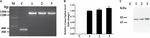 www.frontiersin.org