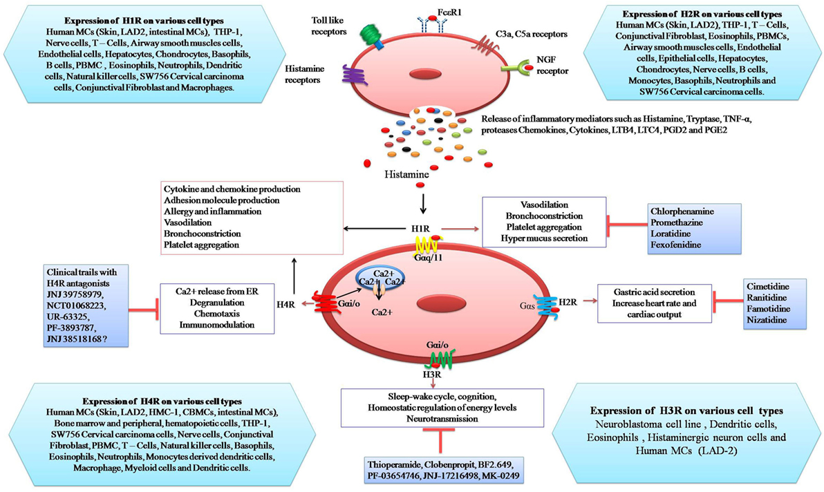 Histamine Chart