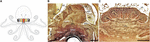 www.frontiersin.org