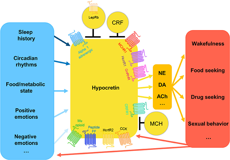 The hypocretins are novel, secretin-related peptides. (A) Hypocretin