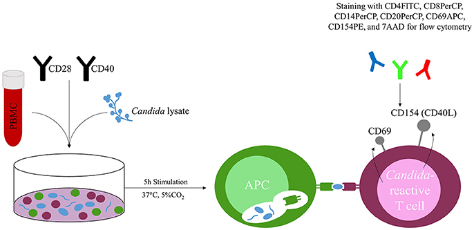 Frontiers Candida Reactive T Cells for the Diagnosis of Invasive