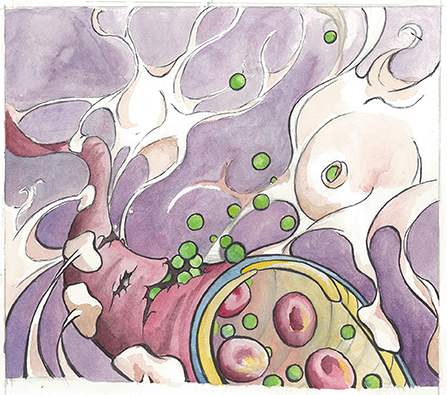 Figure 1 - An illustration of the blood-brain barrier in an aging brain.