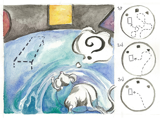 Figure 3 - A mouse practices the Morris water maze, a test for spatial reasoning and memory.