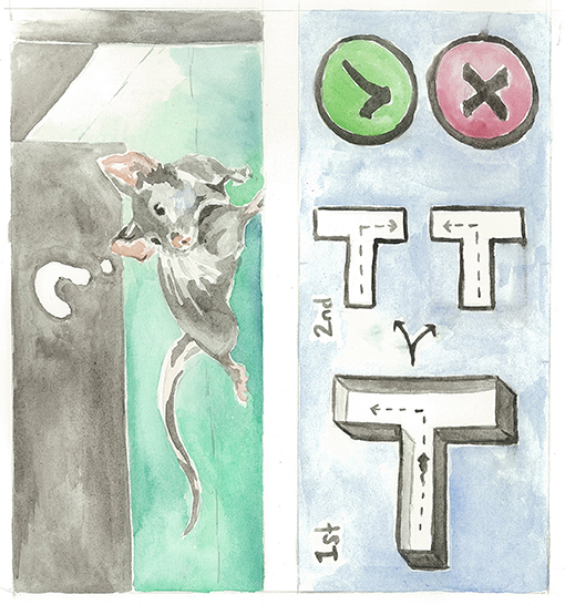 Figure 4 - A mouse explores the T-maze.