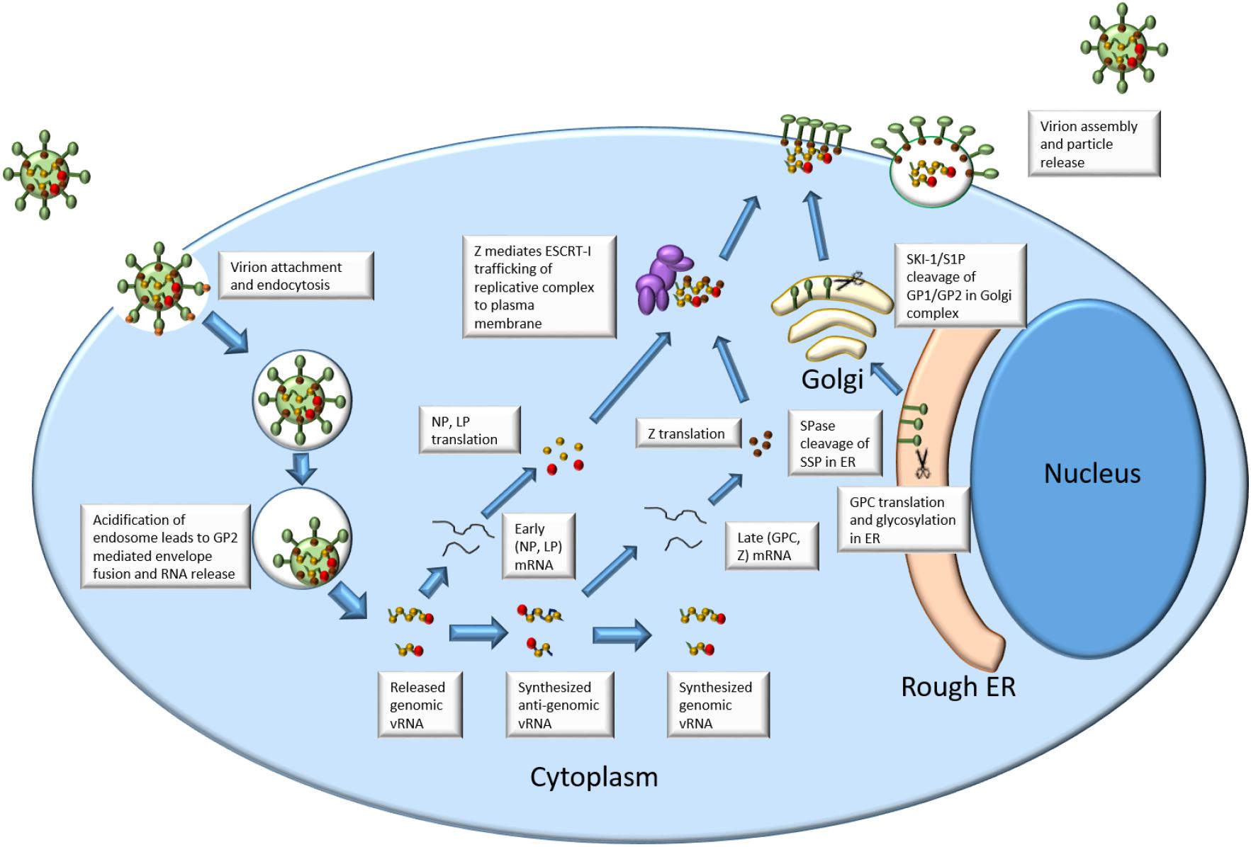 Frontiers | Review of Mammarenavirus Biology and Replication Frontiers | Review of Mammarenavirus Biology and Replication