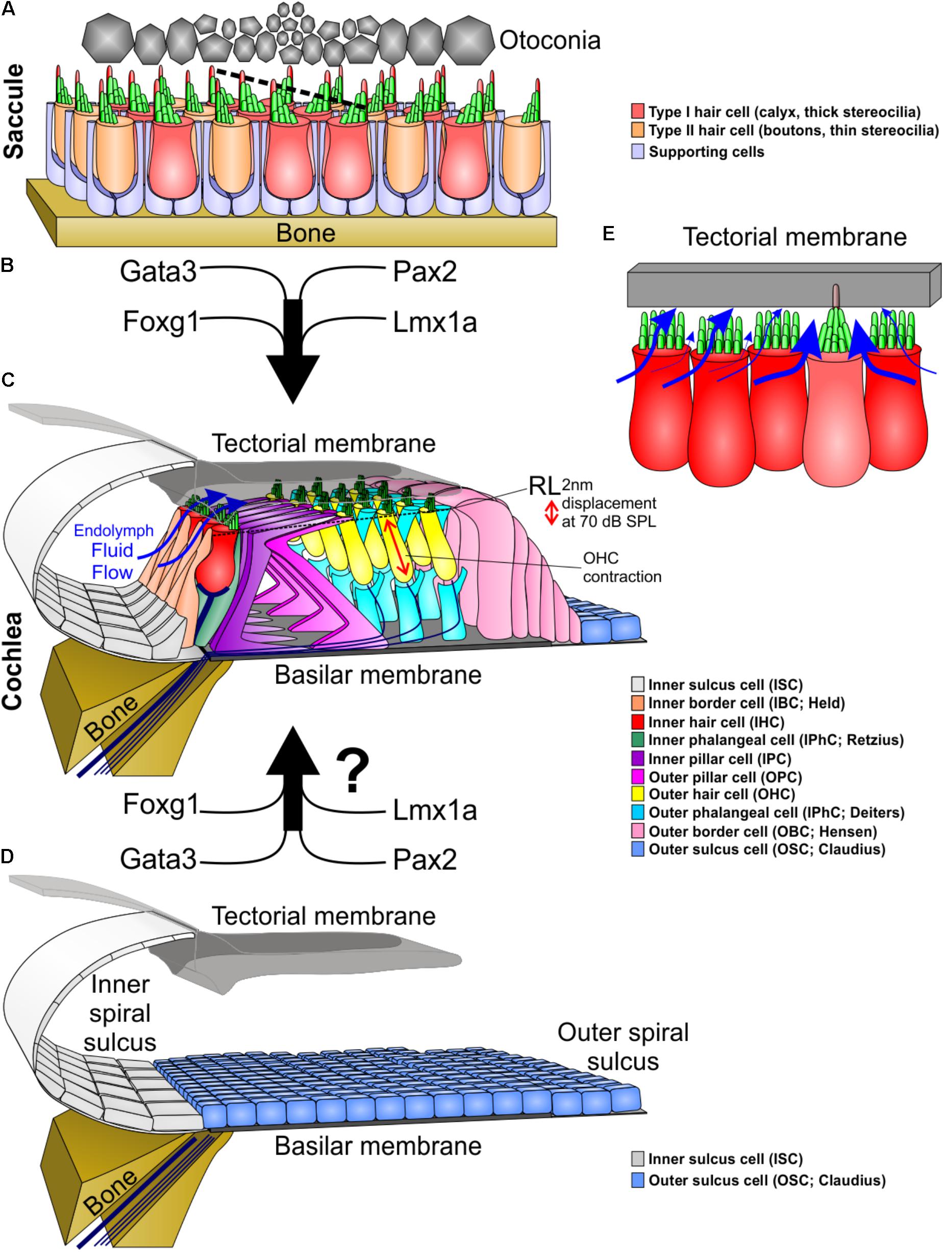 Frontiers | Evolutionary and Developmental Biology Provide Insights Into  the Regeneration of Organ of Corti Hair Cells