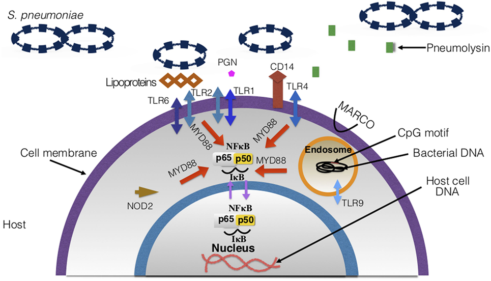 Figure 7. Host surface and intracellular receptors necessary for immune res...