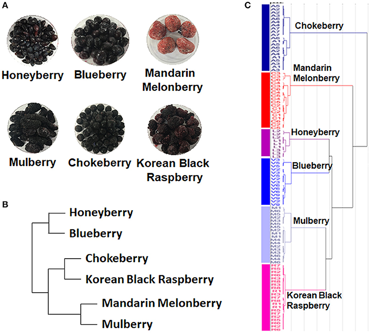 Types of Berries