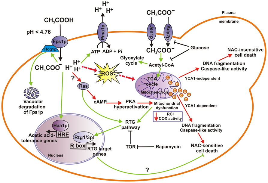 Glucose Glucose