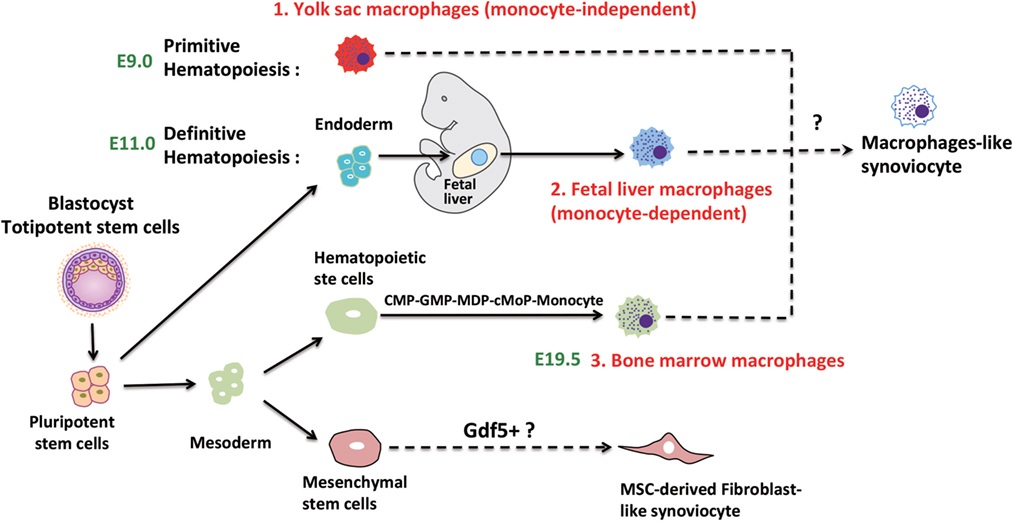 Exploring the role of monocyte chemoattractant protein-1 in fibroblast-like  synovial cells in rheumatoid arthritis [PeerJ]