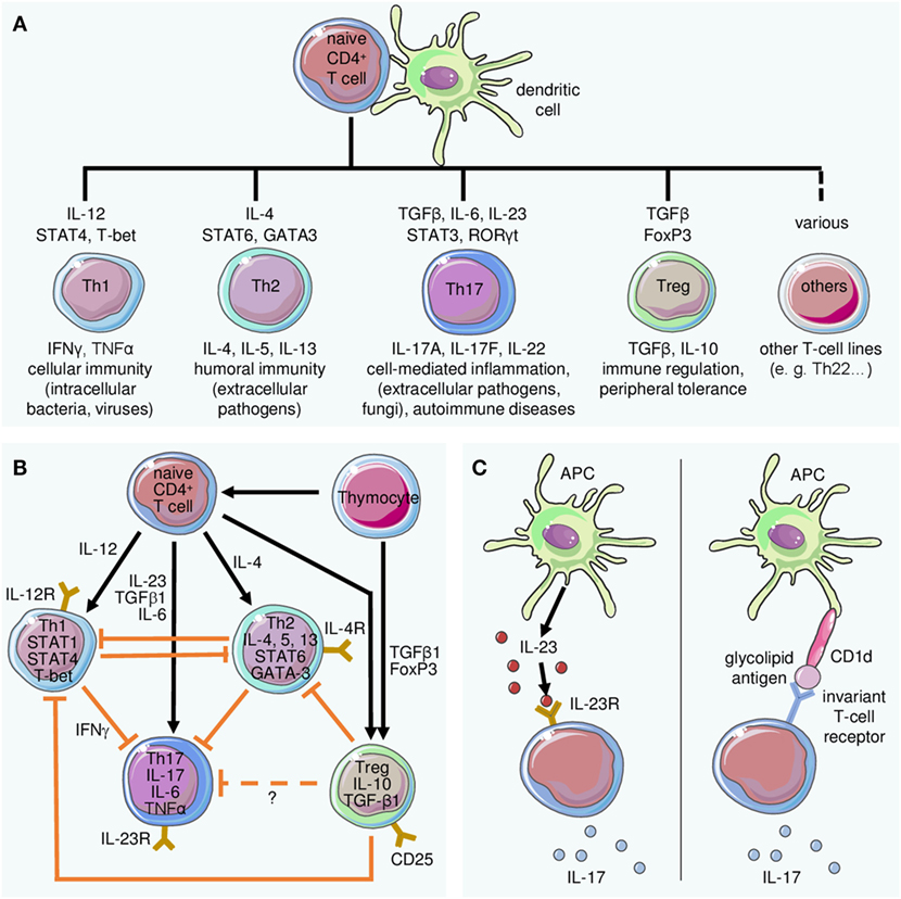 Frontiers The Interleukin 23 Interleukin 17 Axis Links Adaptive And Innate Immunity In Psoriasis Immunology