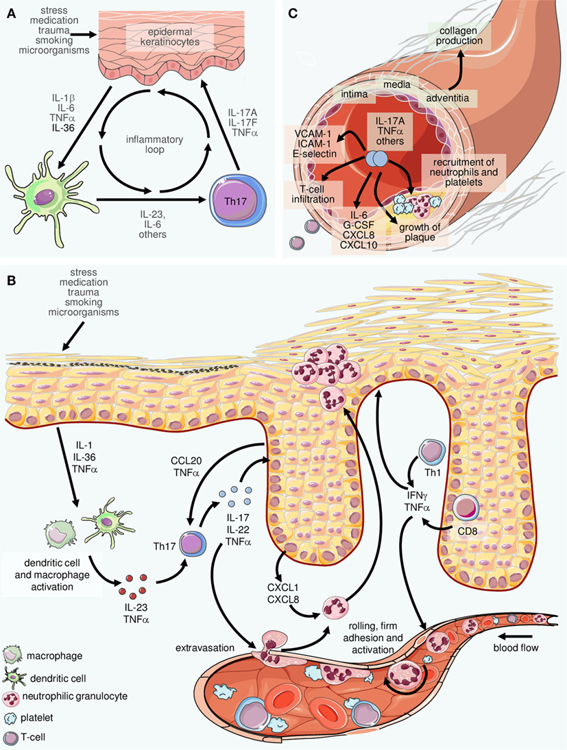 Frontiers The Interleukin 23 Interleukin 17 Axis Links Adaptive And Innate Immunity In Psoriasis Immunology