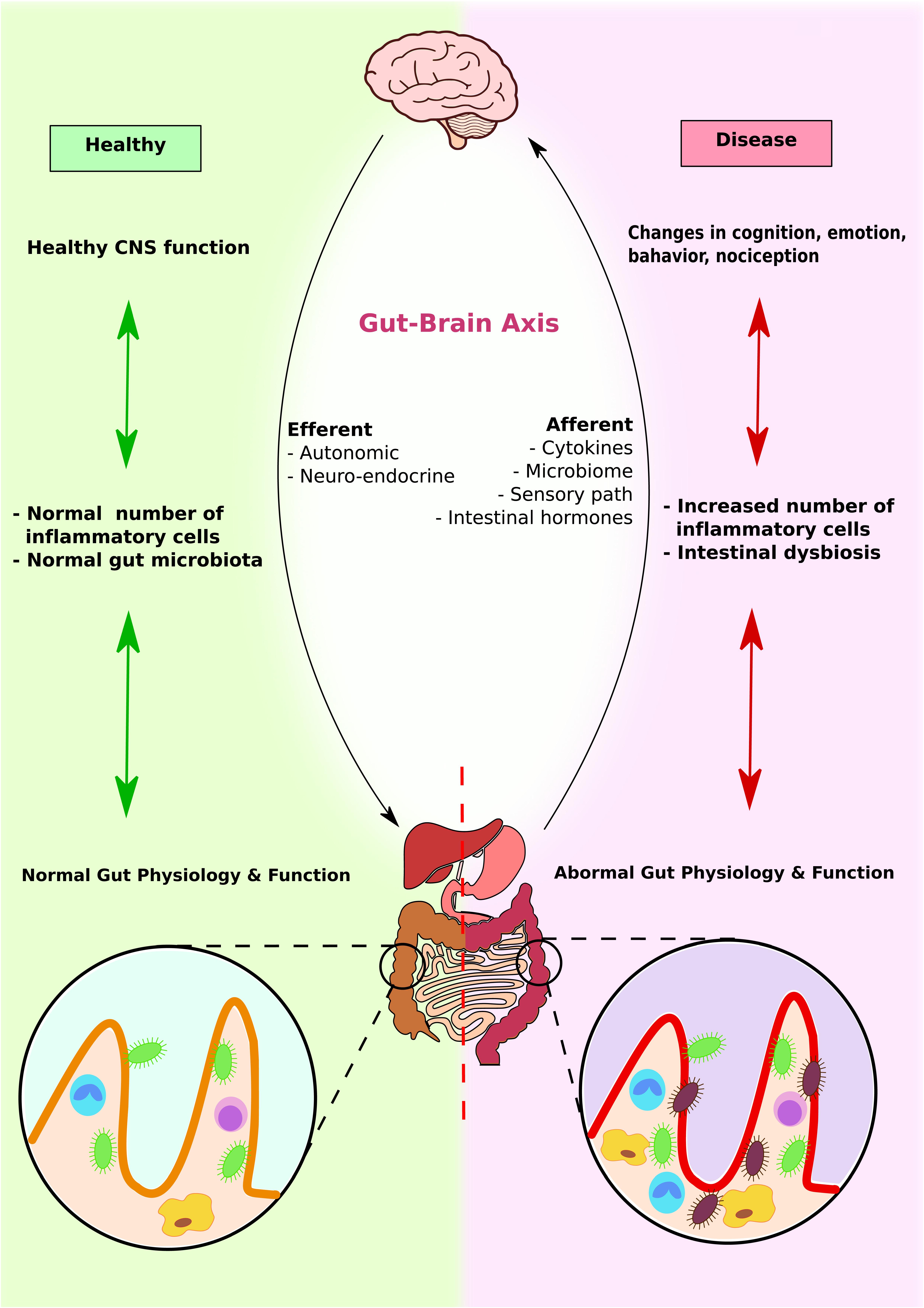 Dysbiosis knockout egerek, Vastagbélrák marker