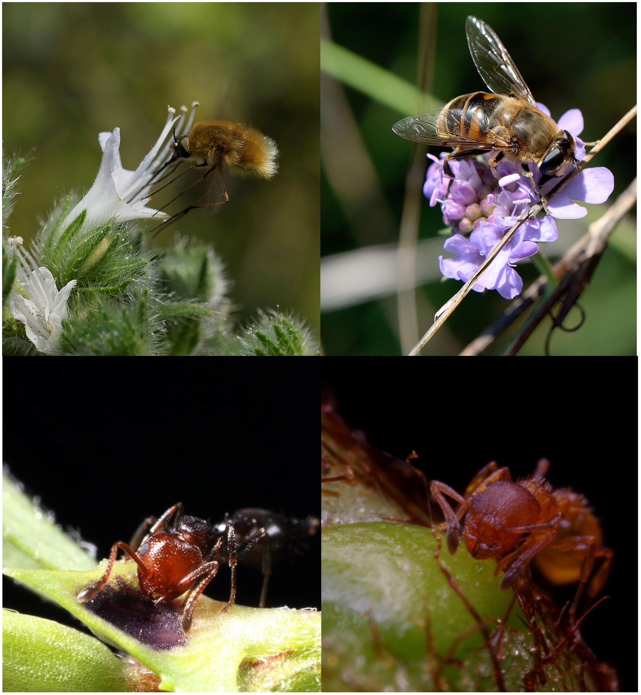 PDF) Mutualistic interactions between ants and fungi: A review