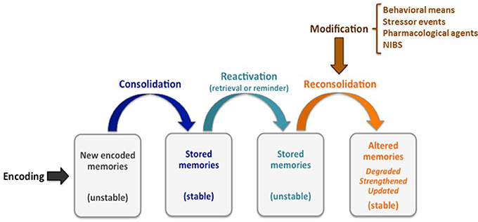 Motor learning through memory reconsolidation