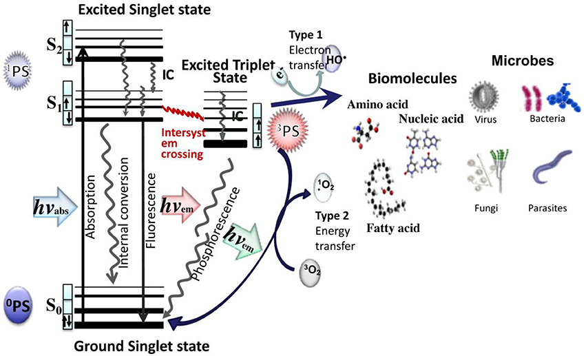 Controlling methylene blue aggregation: a more efficient alternative to  treat Candida albicans infections using photodynamic therapy -  Photochemical & Photobiological Sciences (RSC Publishing)  DOI:10.1039/C8PP00238J