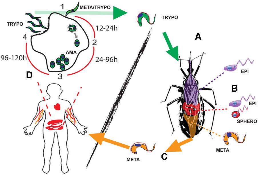 Frontiers  Trypanosoma cruzi Genomic Variability: Array