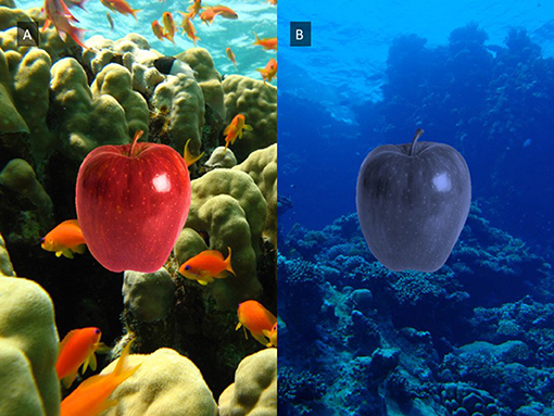 Figure 1 - (A) Marine life looks very colorful near the surface.
