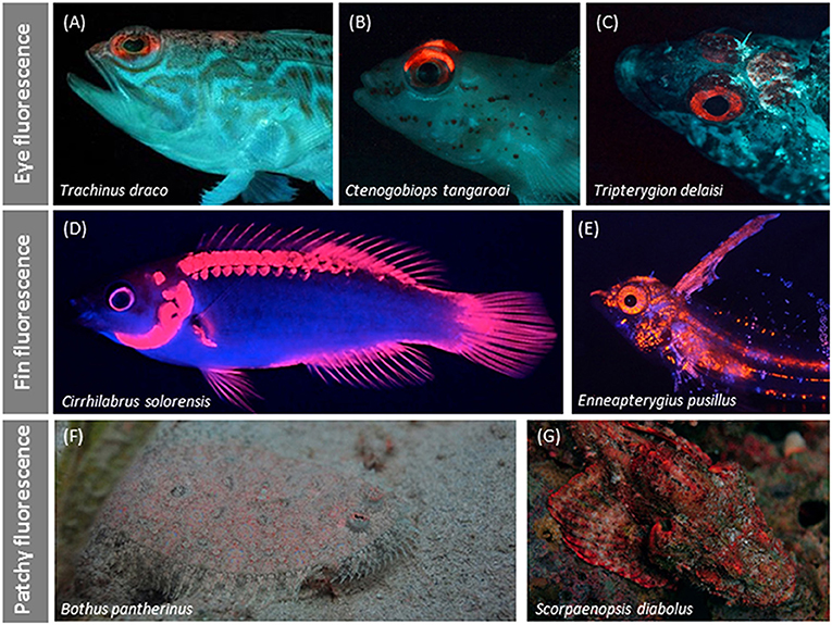 Figure 2 - (A–C) Red eye fluorescence could be used as red flashlights to make prey with shiny eyes easier to see.