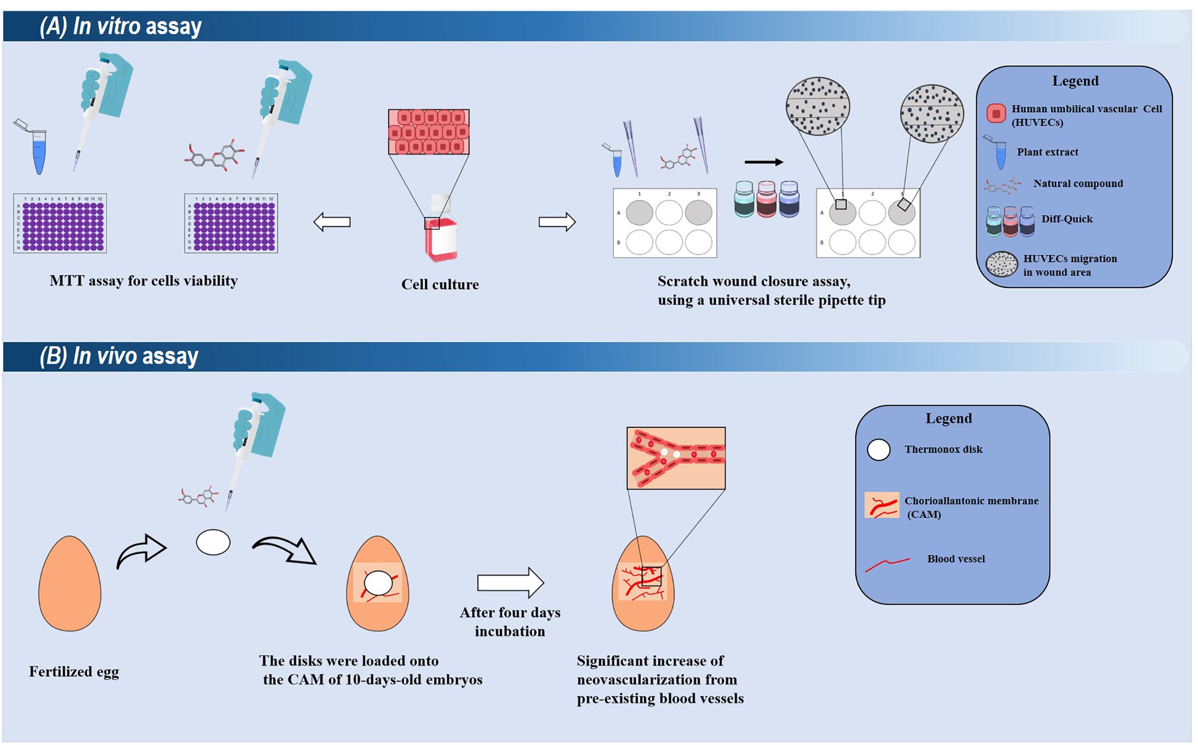 In vitro и in vivo