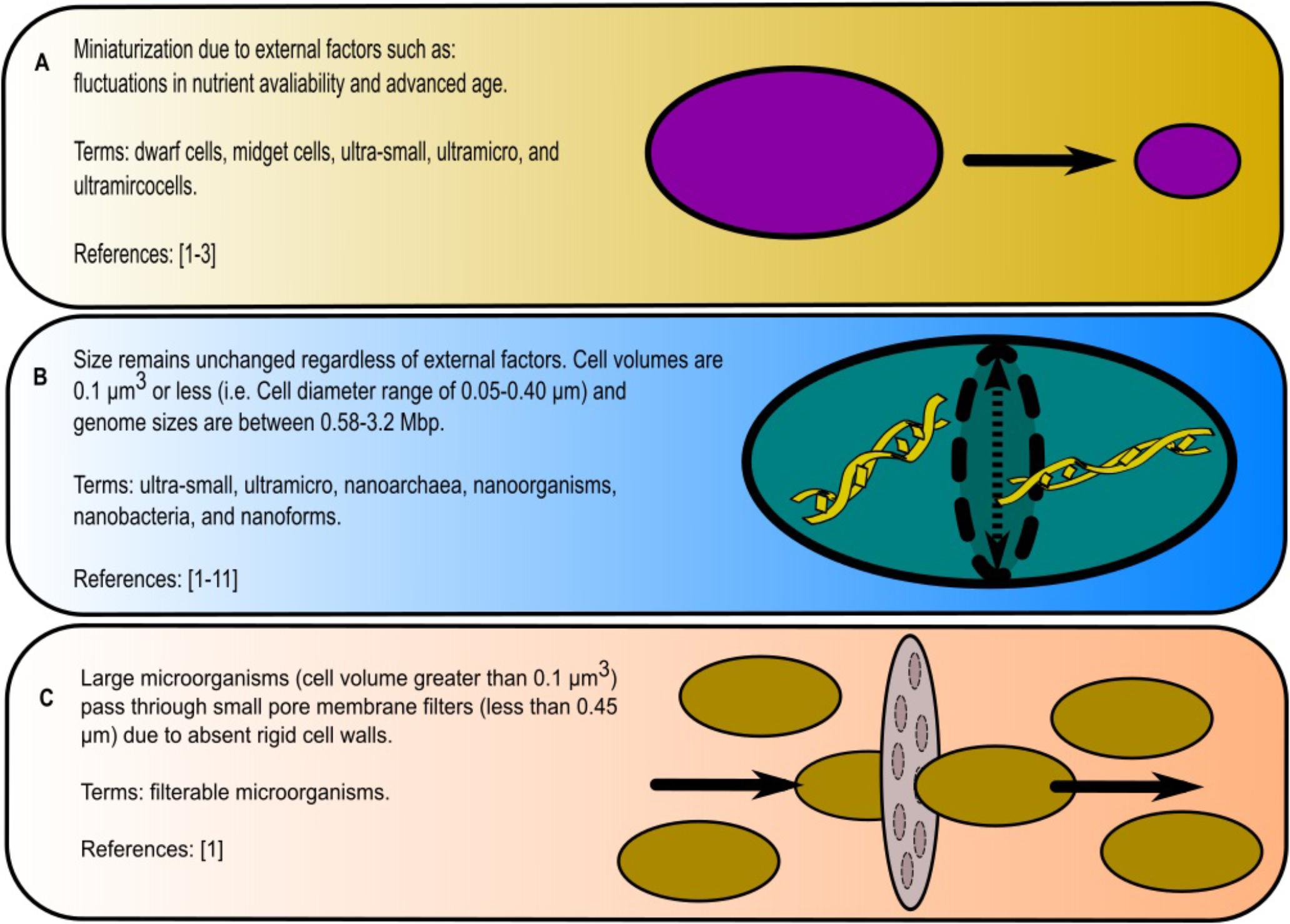 Frontiers | Nano-Sized and Filterable Bacteria and Archaea