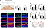 Frontiers | Multiple Regulatory Levels of Growth Arrest-Specific 6 in ...